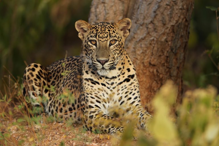 WILD TIME IN SRI LANKA