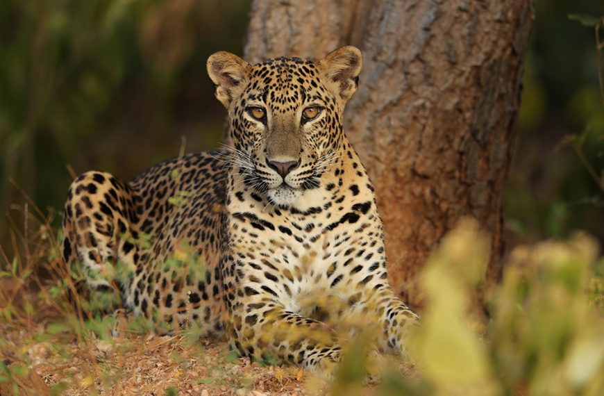 WILD TIME IN SRI LANKA